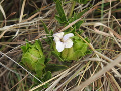 Crabbea angustifolia