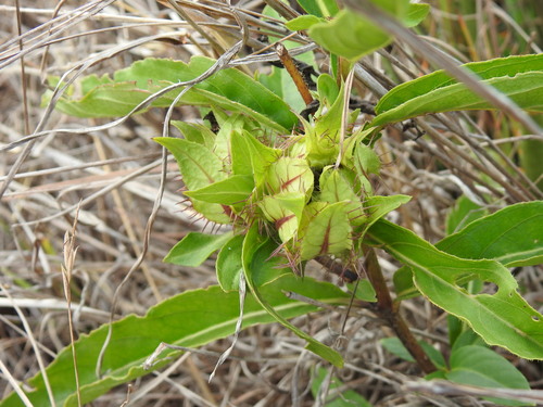Image of Crabbea angustifolia by (c) Matthew Fainman, some rights reserved (CC BY)