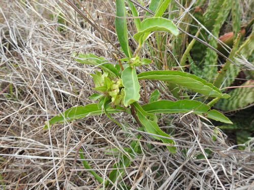 Image of Crabbea angustifolia by (c) Matthew Fainman, some rights reserved (CC BY)