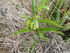 Crabbea angustifolia