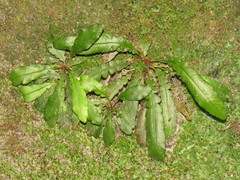 Blechnum punctulatum