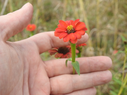 Zinnia peruviana
