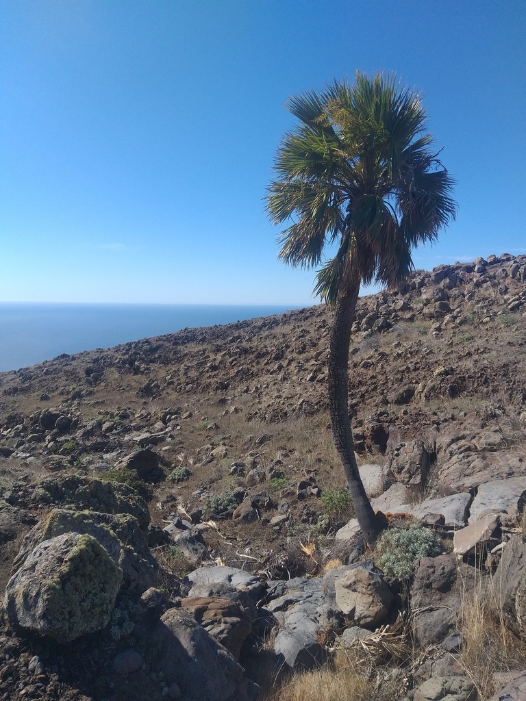 Guadalupe Palm