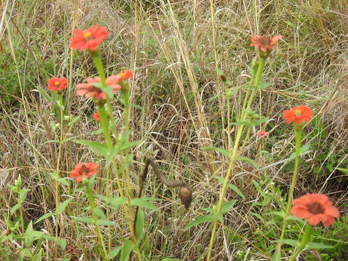 Zinnia peruviana