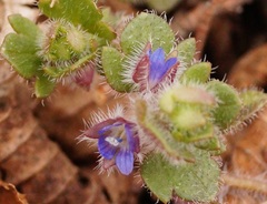 Veronica triloba