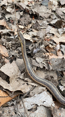 Thamnophis sirtalis