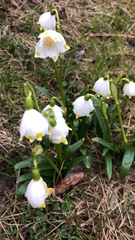 Leucojum vernum