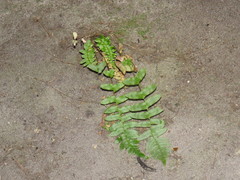 Blechnum punctulatum