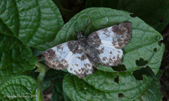 Polyctor polyctor
