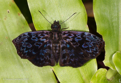 Cycloglypha thrasibulus