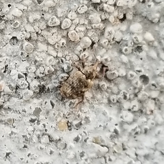 Conotrachelus recessus