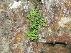 Wimmerella pygmaea