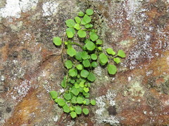 Wimmerella pygmaea
