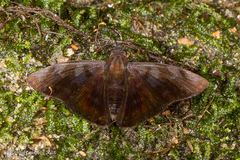Pellicia costimacula