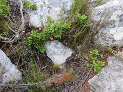 Morella kraussiana