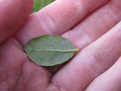 Morella kraussiana