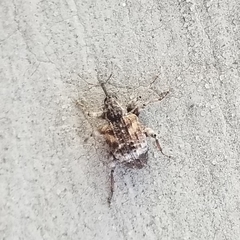 Conotrachelus anaglypticus