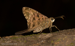 Thorybes dorantes dorantes