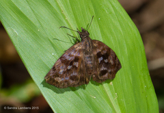 Ebrietas anacreon