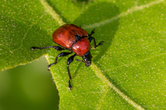 Attelabus nitens