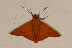 Bungalotis diophorus