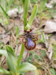 Ophrys speculum speculum