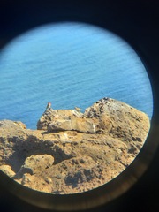 Haemorhous mexicanus amplus