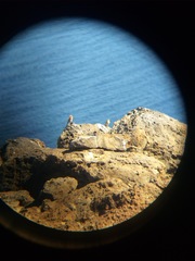 Haemorhous mexicanus amplus