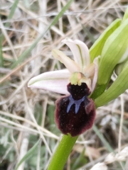 Ophrys sphegodes