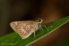 Vehilius stictomenes