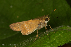 Panoquina lucas