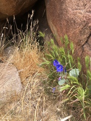 Phacelia campanularia