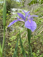 Iris giganticaerulea