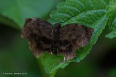 Achlyodes busirus