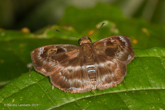 Quadrus cerialis