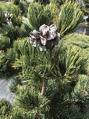 Pinus parviflora parviflora