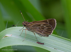 Vehilius stictomenes