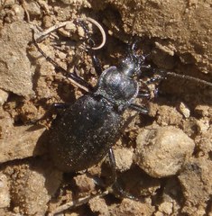 Carabus sylvestris