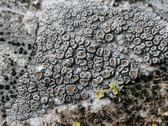 Lecanora