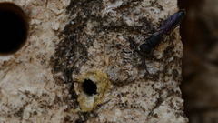 Sapygina decemguttata
