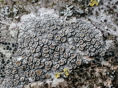 Lecanora