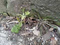 Chelidonium majus