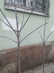 Acer negundo