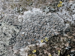 Lecanora