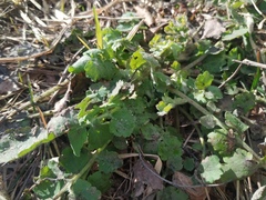 Chelidonium majus