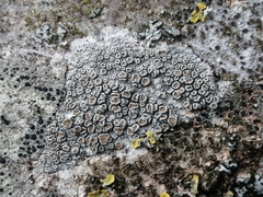 Lecanora