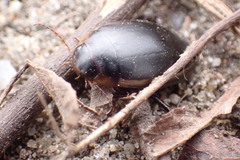 Hydaticus seminiger
