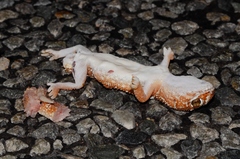 Chondrodactylus angulifer
