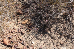 Pelargonium karooicum