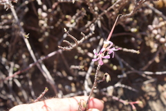 Pelargonium karooicum